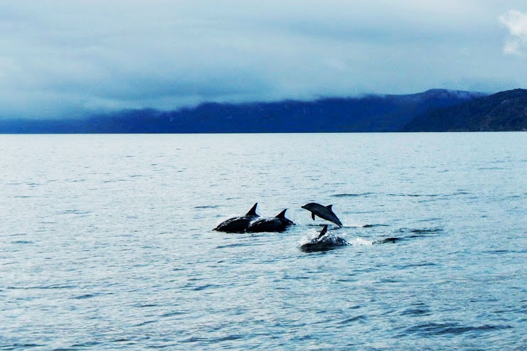 Dolphins off Gairloch with Sail Badachro
