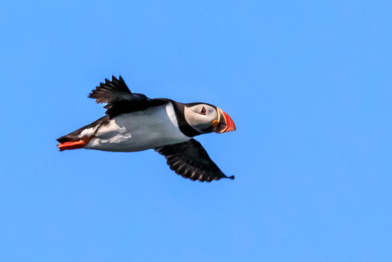 Puffin viewed from our yacht