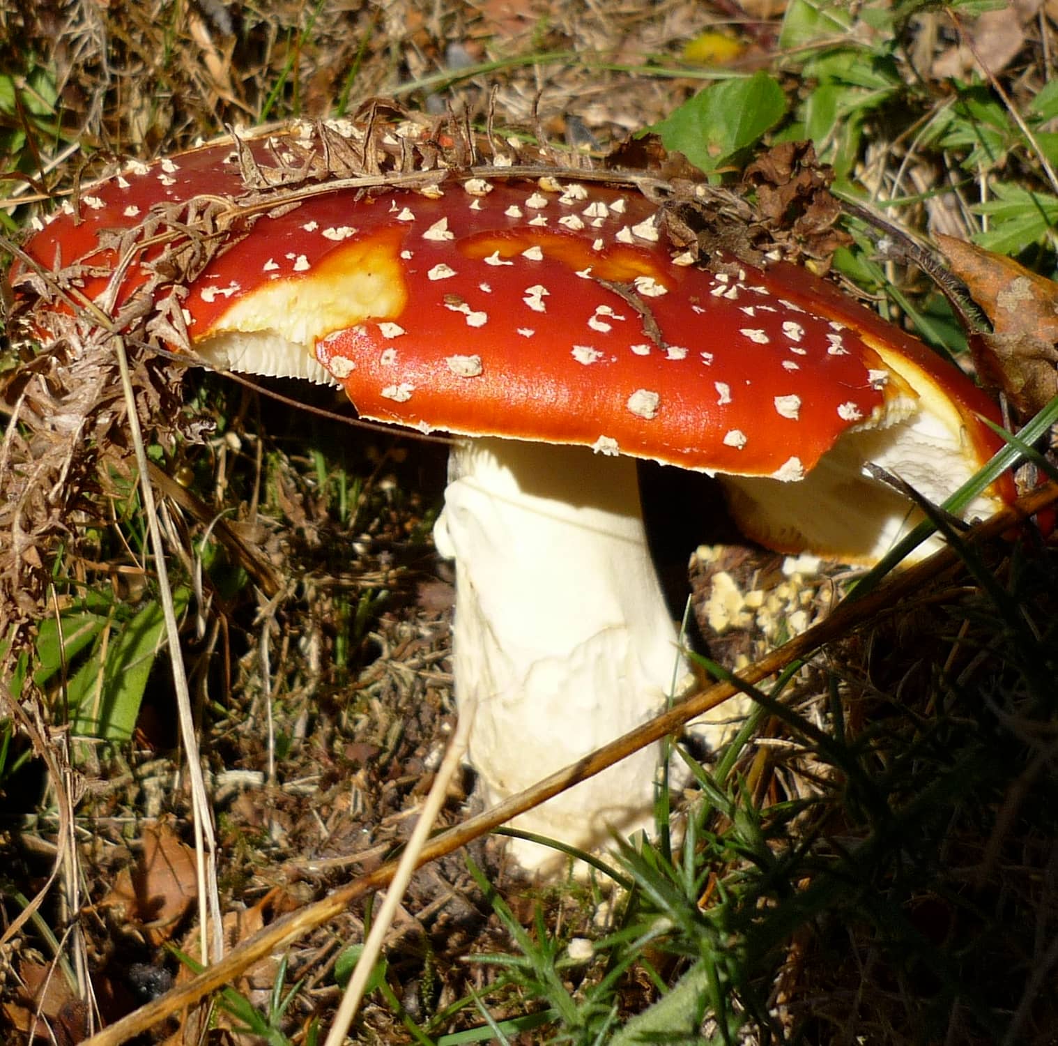 Fly agaric, one of our most distinct and toxic mushrooms
